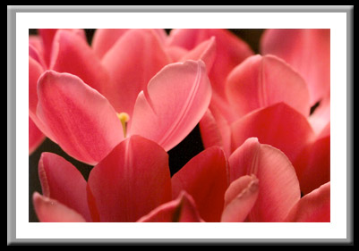 Pink Tulips #295